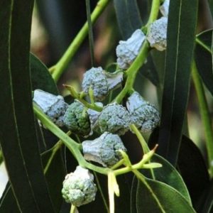Eucalyptus globulus seed capsules