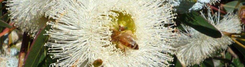 Eucalyptus flowers are important for bees 