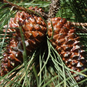 Maritime pine serotinous cones